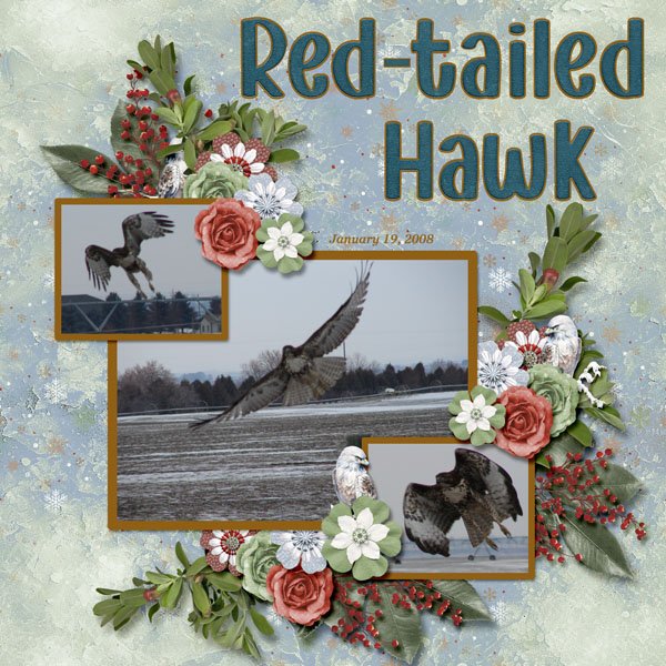 08-01 Red-tailed Hawk small.jpg