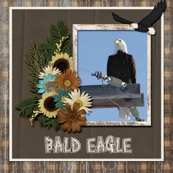 08-02 Bald Eagle small.jpg