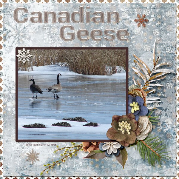 08-03-Canadian Geese small.jpg