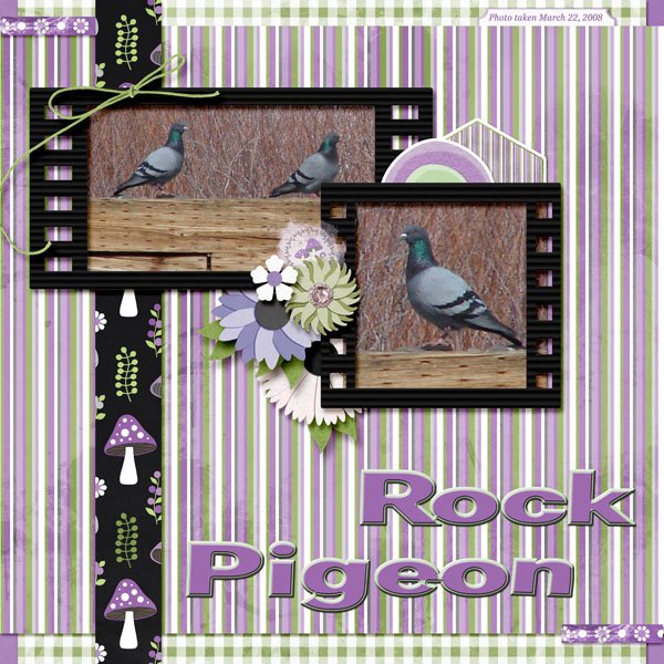 08-03-Rock Pigeon small.jpg
