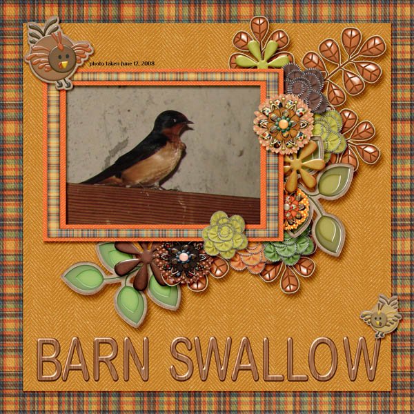 08-06-Barn Swallow small.jpg