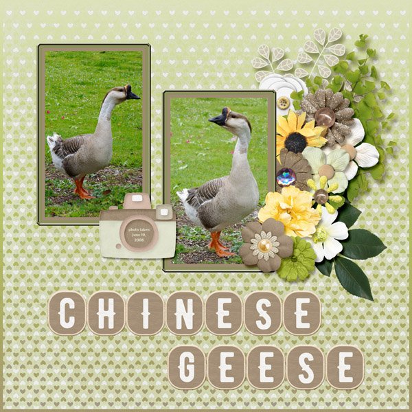08-06-Chinese Geese small.jpg