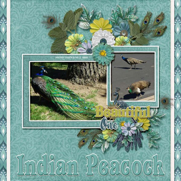 08-06-Indian Peacock small.jpg