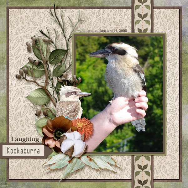 08-06-Laughing Kookaburra small.jpg