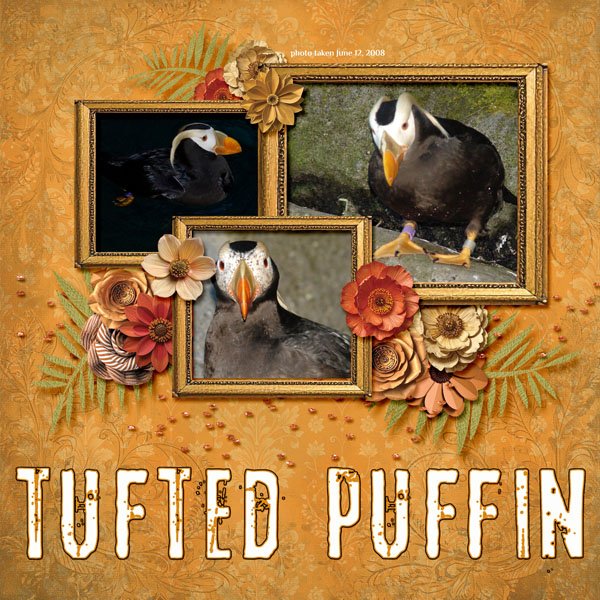 08-06-Tufted Puffin small.jpg