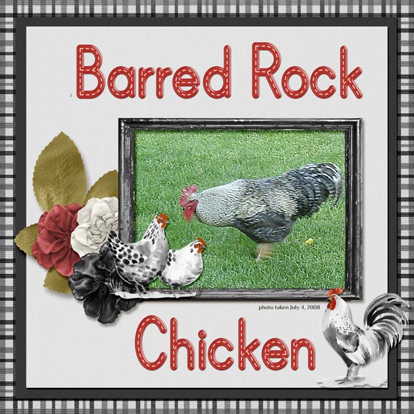 08-07-Barred Rock Chicken small.jpg