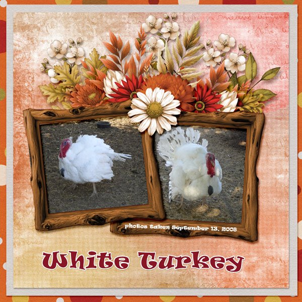 08-09-White Turkey small.jpg