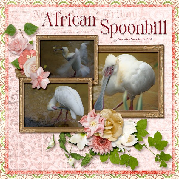 08-11-African Spoonbill small.jpg