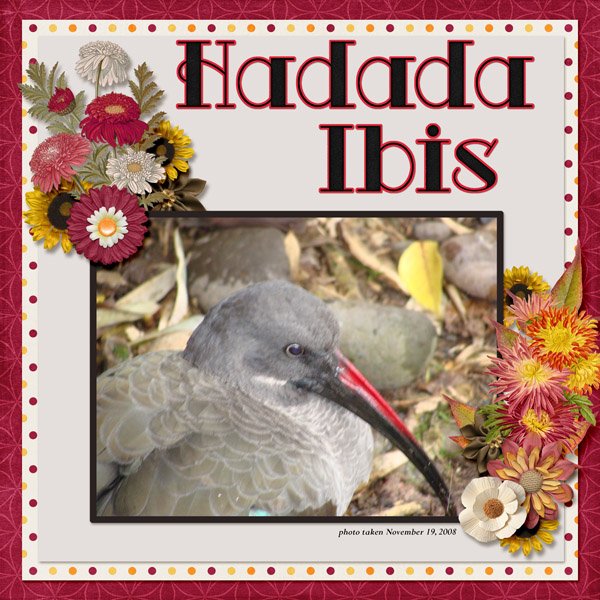 08-11-Hadada Ibis small.jpg