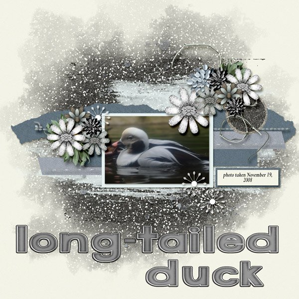 08-11-Long-tailed Duck small.jpg