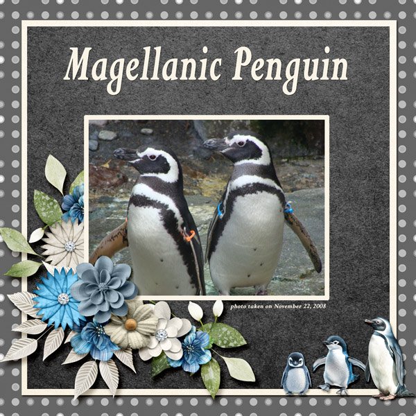 08-11-Magellanic Penguin small.jpg