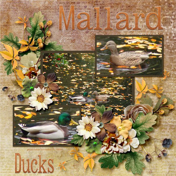 08-11-Mallard Ducks small.jpg