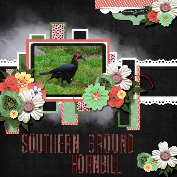 08-11-Southern Ground Hornbill small.jpg