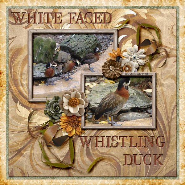 08-11-White Faced Whistling Duck small.jpg