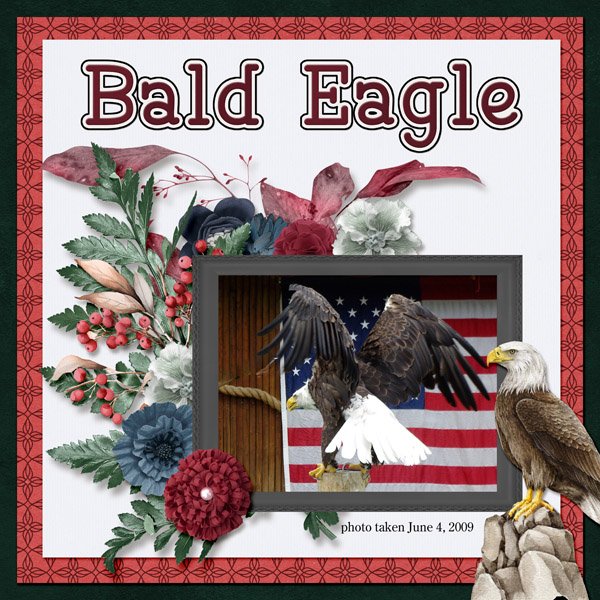 09-06-Bald Eagle small.jpg