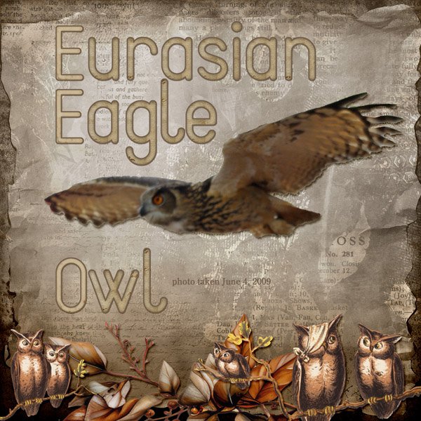 09-06-Eurasian Eagle Owl small.jpg
