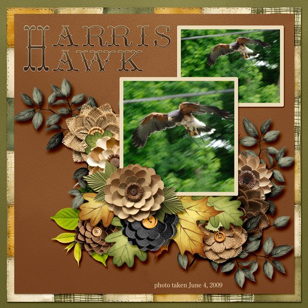 09-06-Harris Hawk small.jpg