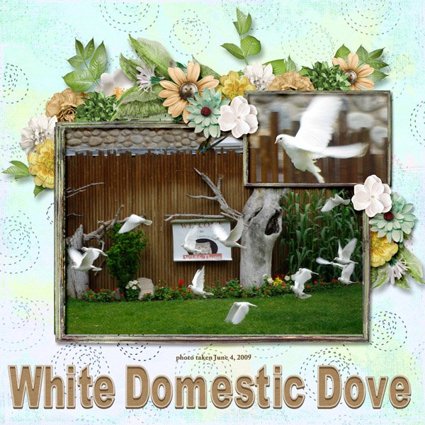 09-06-White Domestic Doves small.jpg