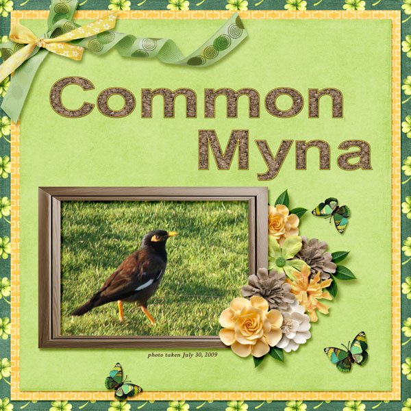 09-07-Common Myna small.jpg