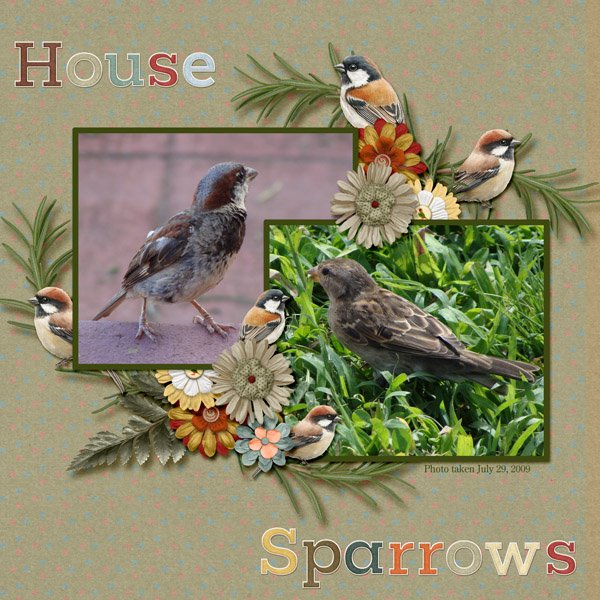 09-07-House Sparrows small.jpg