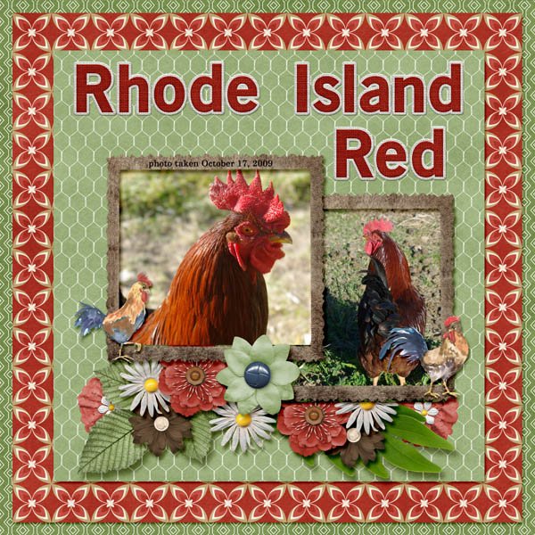 09-10-Rhode Island Red small.jpg
