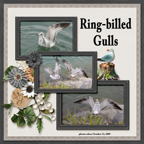 09-10-Ring-billed Gulls small.jpg
