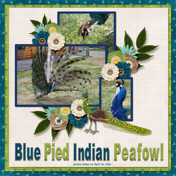 10-04-Blue Pied Indian Peafowl small.jpg