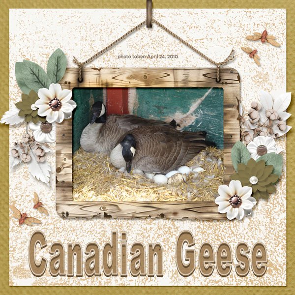10-04-Canadian Geese small.jpg