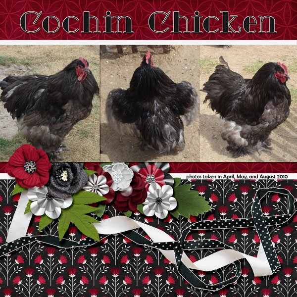 10-04-Cochin Chicken small.jpg