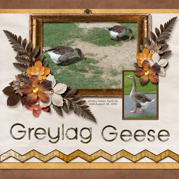 10-04-Greylag Geese small.jpg