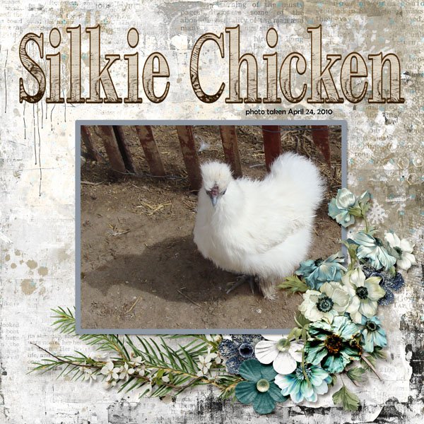 10-04-Silkie Chicken small.jpg