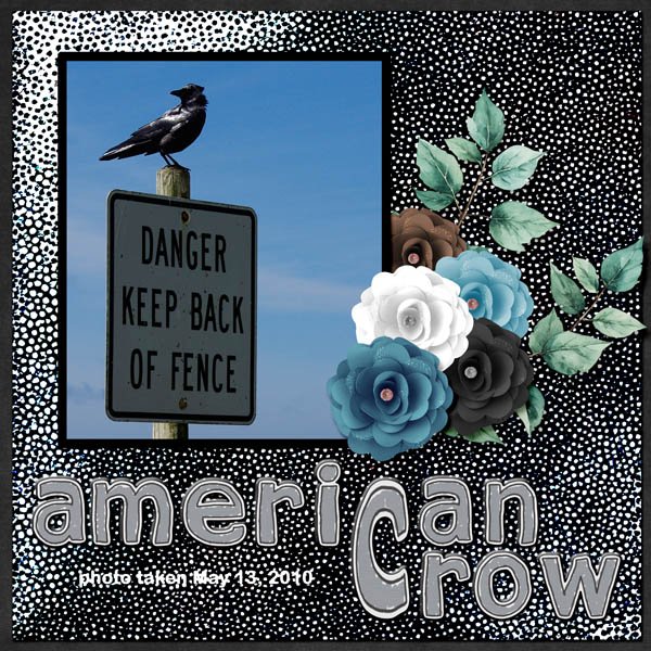 10-05-American Crow small.jpg