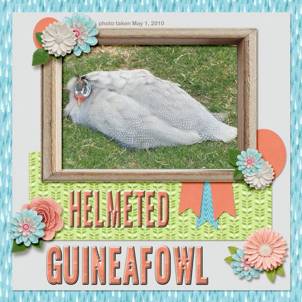 10-05-Hemeted Guineafowl small.jpg