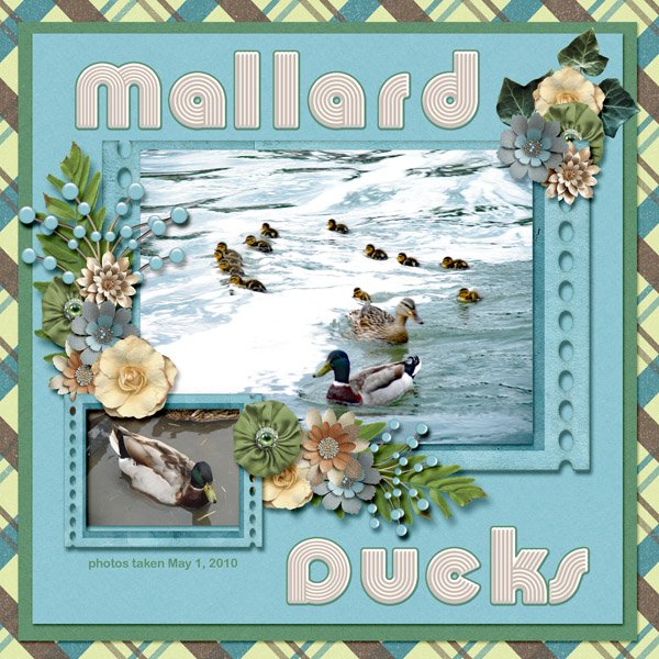 10-05-Mallard Ducks small.jpg