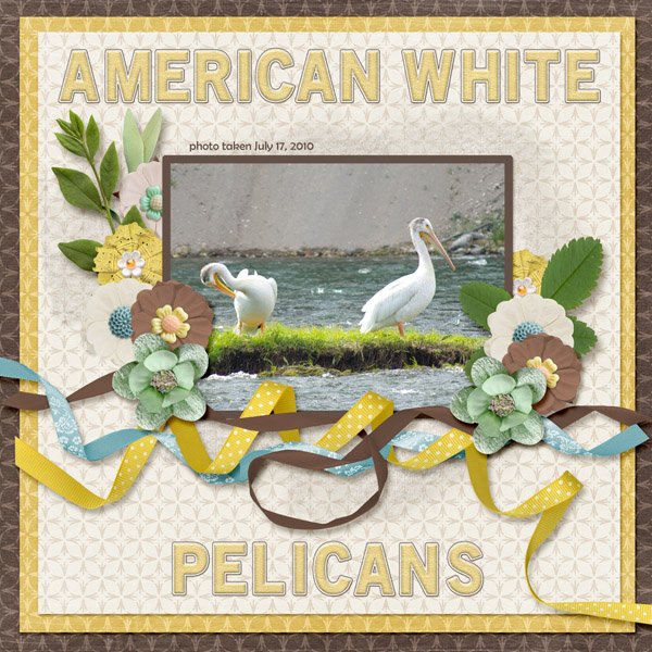 10-07-American White Pelicans small.jpg