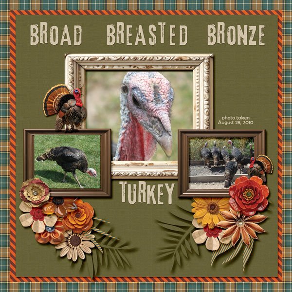 10-08-Broad Breasted Bronze Turkey small.jpg