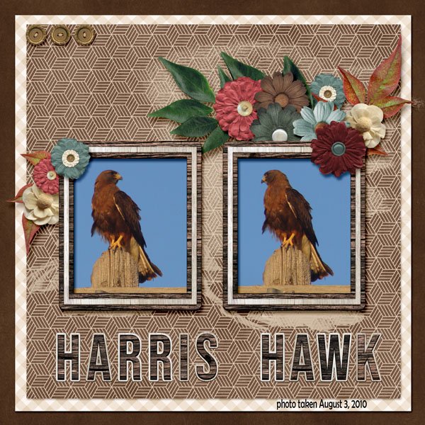 10-08-Harris Hawk small.jpg