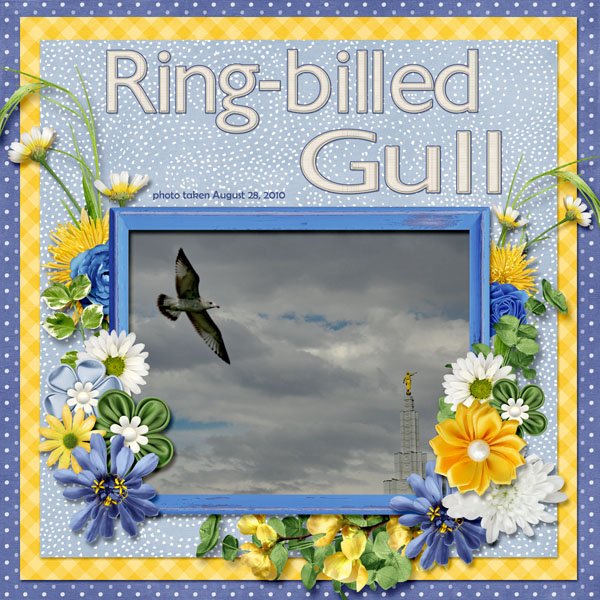 10-08-Ring-billed Gull small.jpg