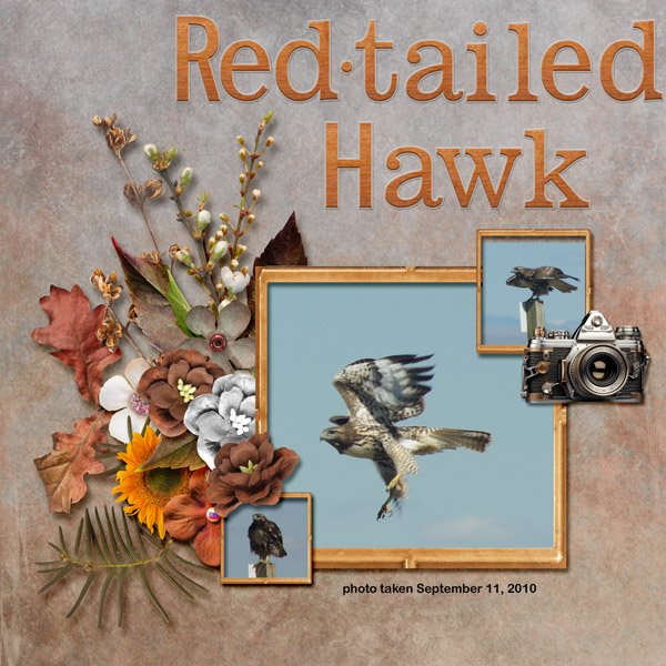 10-09-Red-tailed Hawk small.jpg