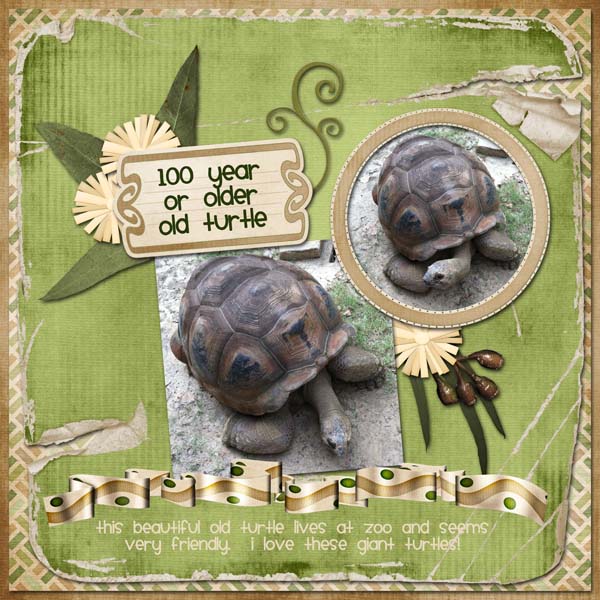 100 Year Old Turtle