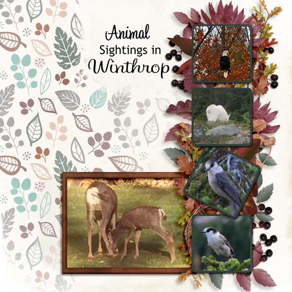 10_Winthrop-animals