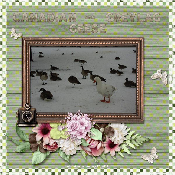 11-01-Canadian and Greylag Geese small.jpg