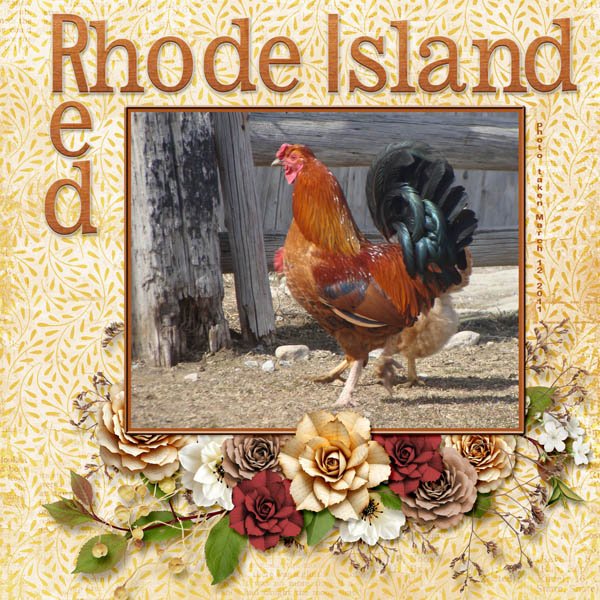 11-03-Rhode Island Red small.jpg
