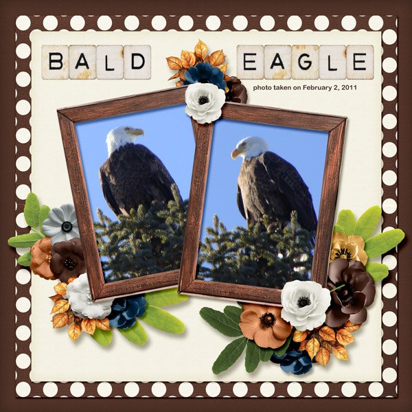 11-2-Bald Eagle small.jpg