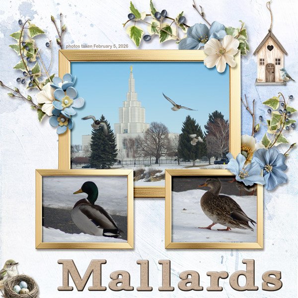 11-2-Mallards small.jpg