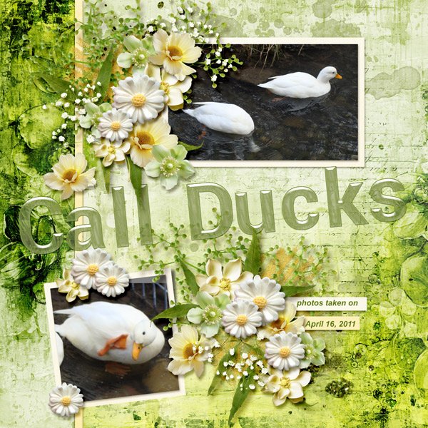 11-4-Call-Ducks.jpg