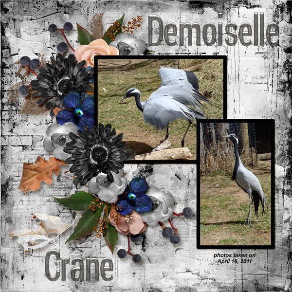 11-4-Demoiselle Crane small.jpg