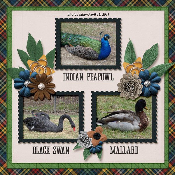 11-4-several birds small.jpg