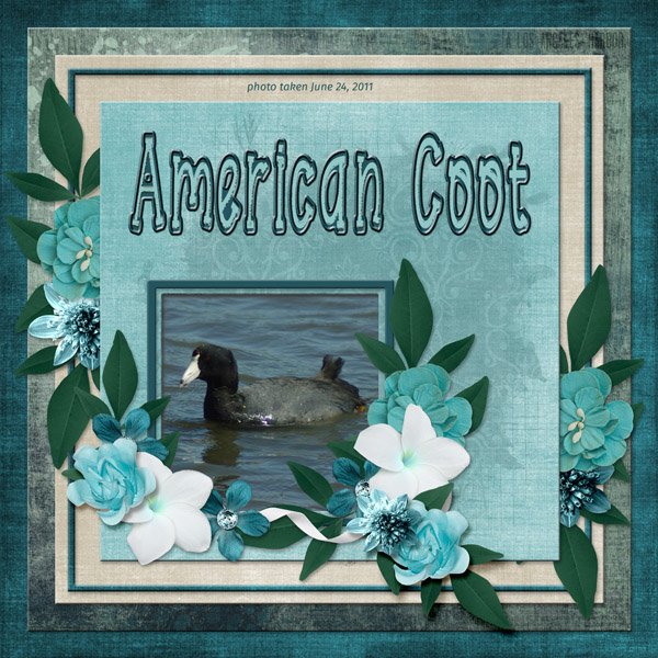 11-6-American Coot small.jpg