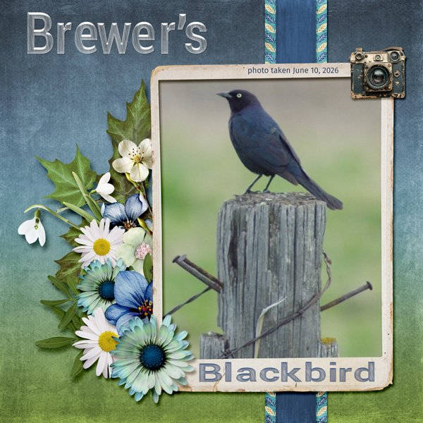 11-6-Brewer's Blackbird small.jpg